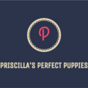 Profile photo of Priscillas Perfect Puppies