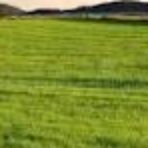 Profile photo of reeltor official